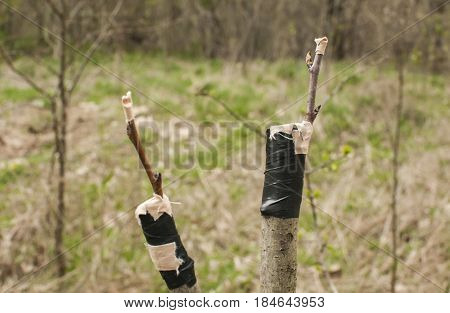 Grafting branches of fruit tree buds closeup to another tree stems on garden background
