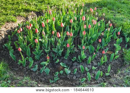 Red spring tulips grow in the flower bed in the park