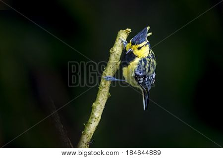 Yellow cheeked Tit : Bird in thailand