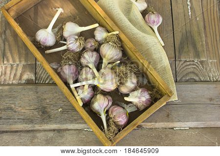 garlic bulbs and garlic cloves in box on wodeen background.