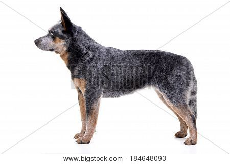Studio Shot Of An Adorable Australian Cattle Dog