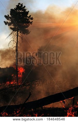 fire. wildfire burning pine forest in the smoke and flames at sunset.