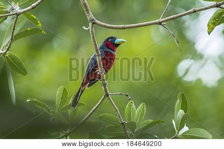 black and red broadbill : bird in Thailand