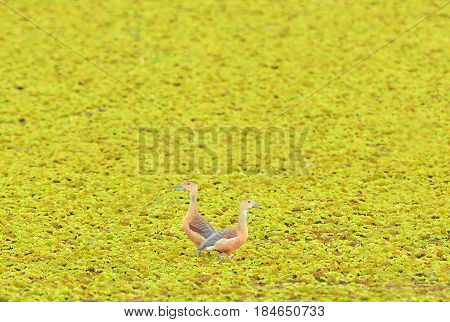 Lesser Whistling Duck : Bird in thailand