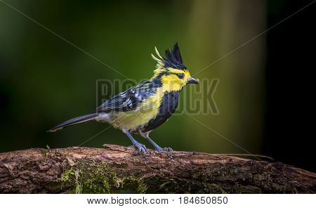 Yellow cheeked Tit : Bird in thailand