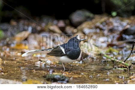 White crowned Forktail : Bird in thailand