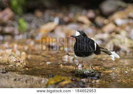 White crowned Forktail : Bird in thailand