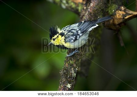 Yellow cheeked Tit : Bird shot in thailand