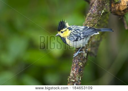 Yellow cheeked Tit : Bird shot in thailand
