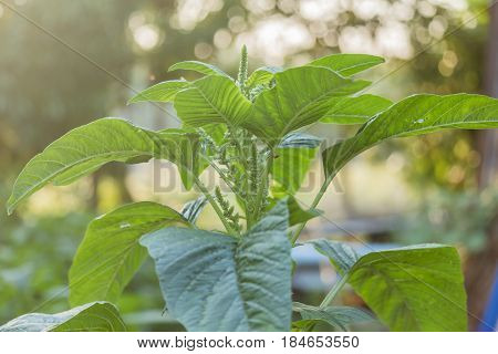 Weed and medicinal plant Amaranthus retroflexus .