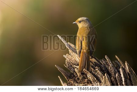 Large Niltava : Bird shot in thailand
