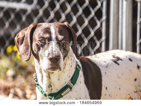 German Shorthaired Pointer
