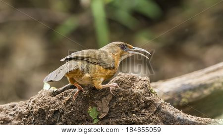 Rusty cheeked Scimitar Babbler : Bird in thailand