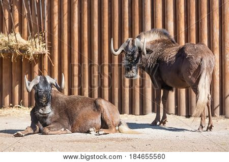 Black wildebeest Connochaetes gnou group also known as the white-tailed gnu at the zoo.