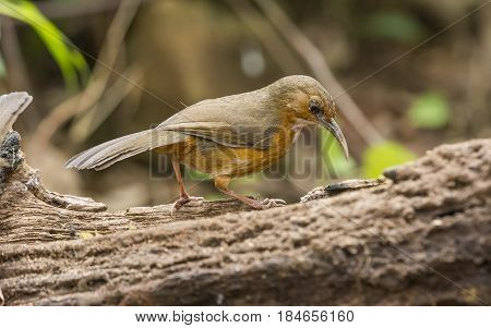 Rusty-cheeked Scimitar Babbler : Bird in thailand
