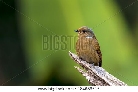 Large Niltava : Bird shot in thailand