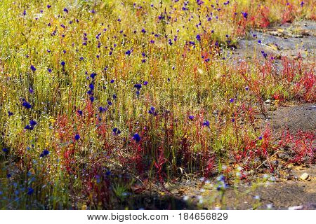Drosera indica Linn.flower and Utricularia delphinoides on stone in the Mukdahan Nation Park Thailand.