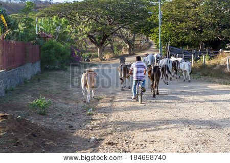 Herding Cows Down The Road