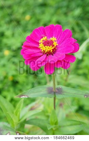 Purple gerbera flower in the garden with sunlight