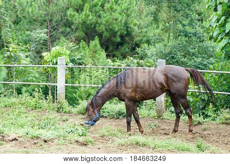 black brown horse grazing in the meadow field in countryside