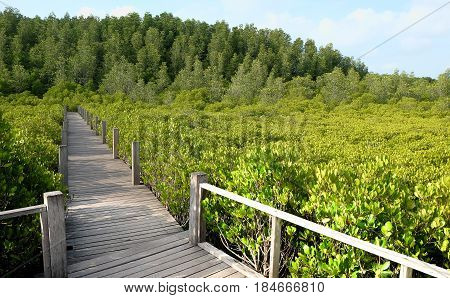 Wooden bridge at Tung Prong ThongGolden Mangrove FieldPra Sae Rayong Thailand.