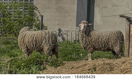 Sheeps near sheep house in spring sunny day