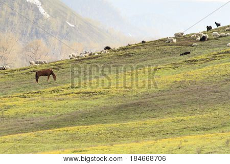 Domestic sheep and goats graze on the slopes of the mountains.