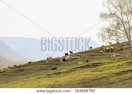 Domestic sheep and goats graze on the slopes of the mountains.