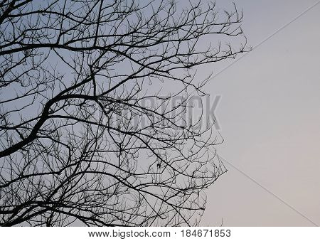 texture of old brown twig with blue sky for background and pattern.