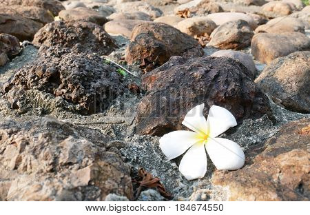 A fallen plumeria flower. White and yellow plumeria fallen on the background stones. Plumeria flower.