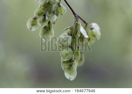 Immature fruits of a European white elm (Ulmus laevis)