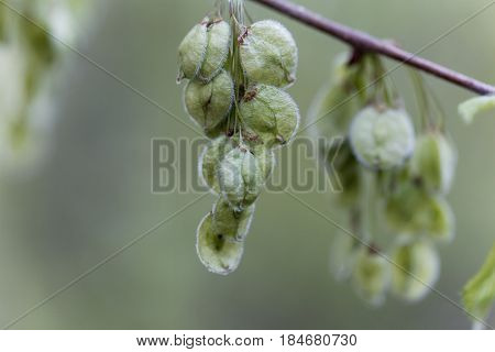 Immature fruits of a European white elm (Ulmus laevis)