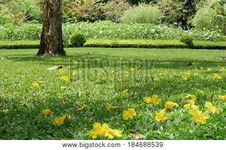Small yellow flower fall on floor. Can be use a blackground.