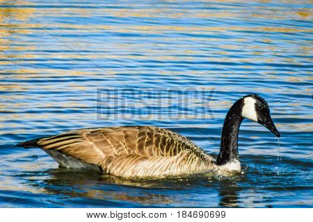 Water dripping off the beak of a goose swimming in a lake.