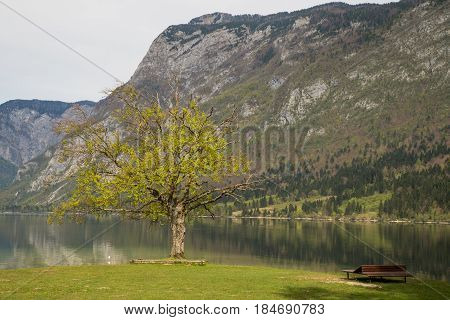 Beautiful Bohinj lake and its green surroundings in Slovenia during springtime