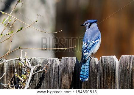 Blue jay perched atop a wooden fence displaying its beautiful colors.