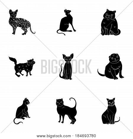 Collection of cats in one picture. Different cats in one picture. Cat breeds icon in set collection on black style vector symbol stock web illustration.