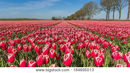 Panorama Of Red And White Tulips In The Noordoostpolder
