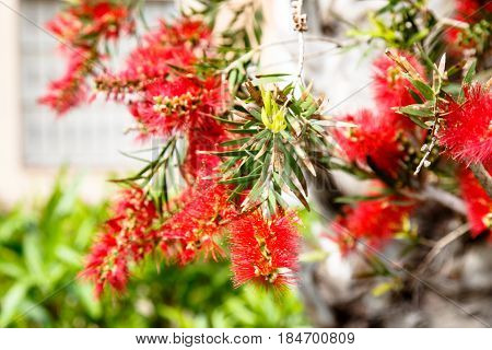 Callistemon Lanceolatus Inflorescence