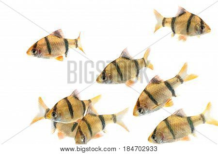 Aquarium Fishthe Tiger Barb Fish, Sumatra Barb (puntius Tetrazona).