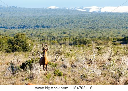 Red Harte Beest Standing Tall In The Field