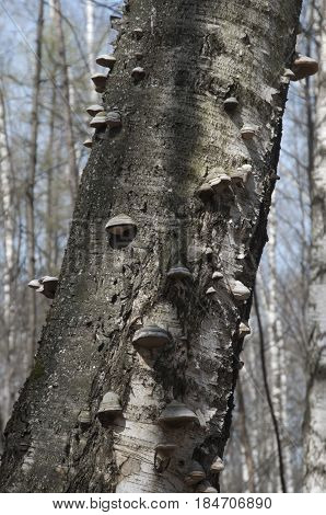 Dead old tree with parasite mushrooms on