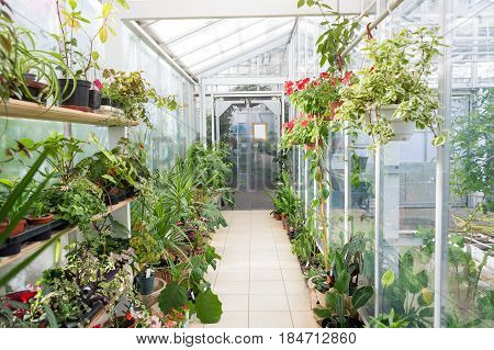 Flowers on shelves in glass greenhouse. Ecology, farming, green life theme