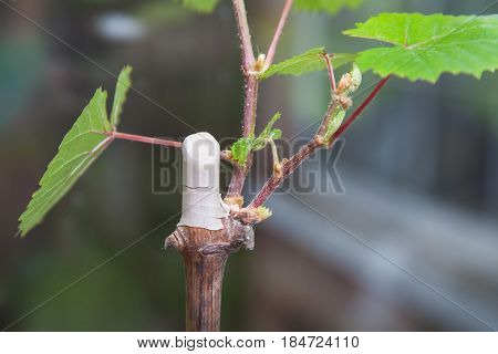 Seedling of a grapevine close-up grape shoots small vine ready for planting in the ground