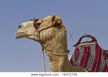 Camelo no deserto