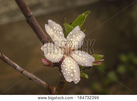 First flower of a little almond tree