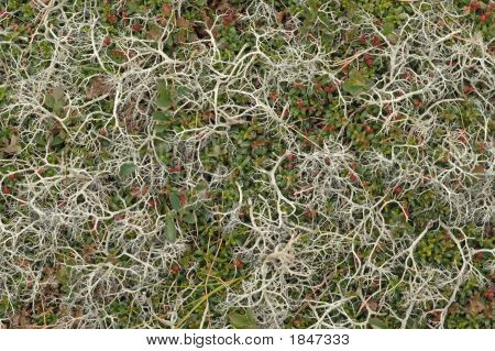 Mountain Moss baggrund