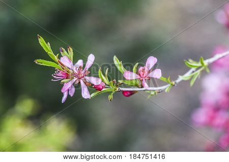 Blooming pink flower almond dwarf in garden spring time.