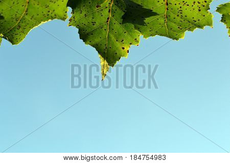 Birch leaves against a background of clear sky