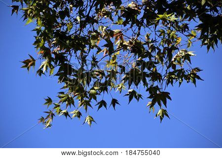 Maple foliage against clear sky . .